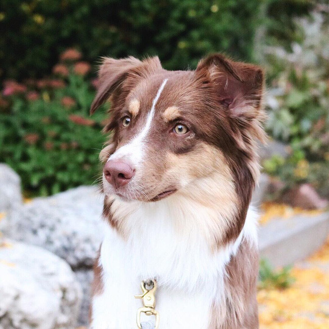 17 lý do vì sao ai cũng nên nuôi chó chăn cừu Úc - Ảnh 5.