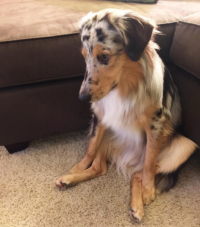 17 lý do vì sao ai cũng nên nuôi chó chăn cừu Úc - Ảnh 19.