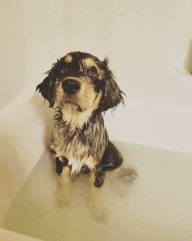 17 lý do vì sao ai cũng nên nuôi chó chăn cừu Úc - Ảnh 23.