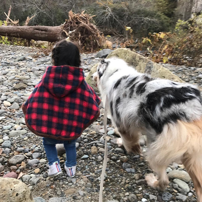 17 lý do vì sao ai cũng nên nuôi chó chăn cừu Úc - Ảnh 33.