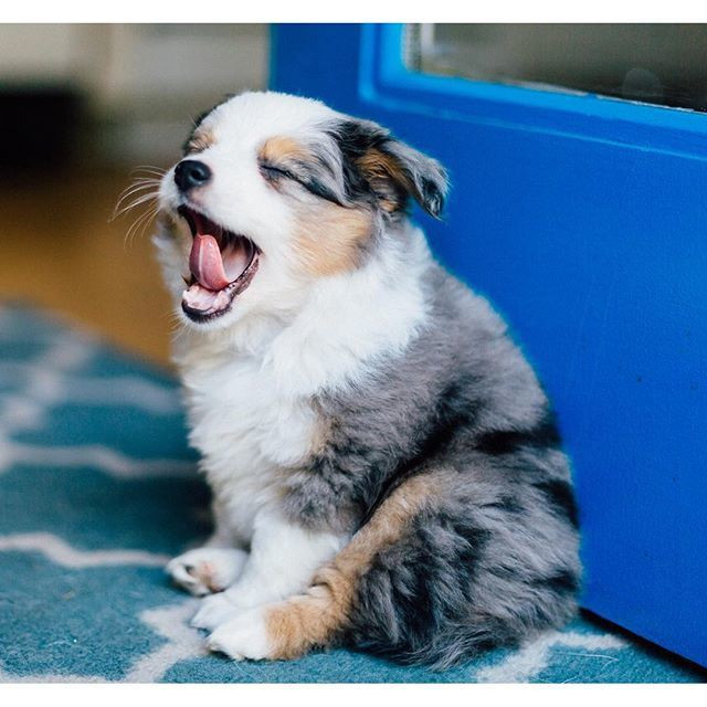 17 lý do vì sao ai cũng nên nuôi chó chăn cừu Úc - Ảnh 3.