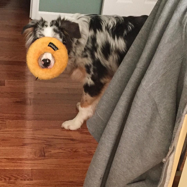 17 lý do vì sao ai cũng nên nuôi chó chăn cừu Úc - Ảnh 7.