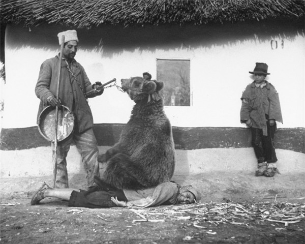 Chữa bệnh đau lưng bằng một con gấu. Romania, 1946. Chữa bệnh đau lưng bằng một con gấu. Romania, 1946.
