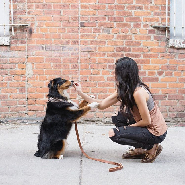 17 lý do vì sao ai cũng nên nuôi chó chăn cừu Úc - Ảnh 27.