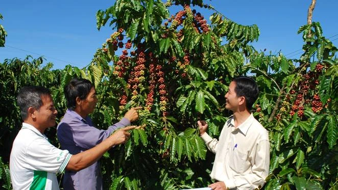 Mô hình chăm sóc cà phê trong chương trình hợp tác giữa WASI và Công ty Nestlé Việt Nam đã mang lại hiệu quả cao cho bà con Tây Nguyên