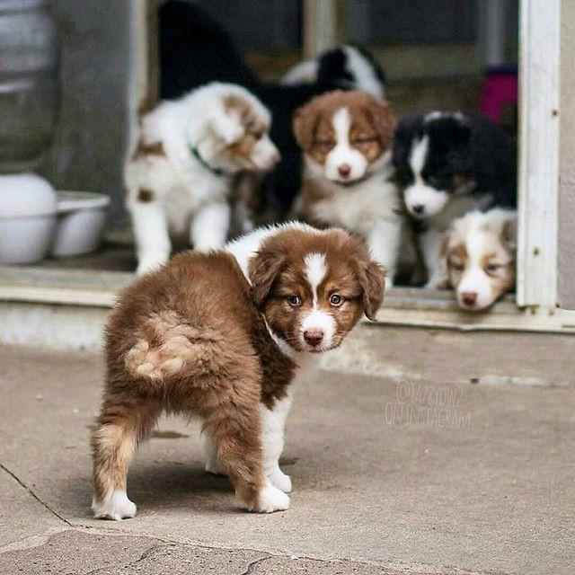 17 lý do vì sao ai cũng nên nuôi chó chăn cừu Úc - Ảnh 1.