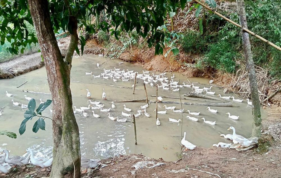 Chị Nguyễn Thị Luyên đã tận dụng hiệu quả nguồn vốn vay, đầu tư xây dựng mô hình nuôi vịt cho thu nhập cao.
