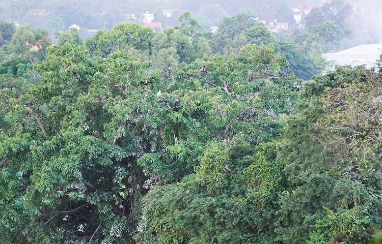 Đàn chim cổ rắn đậutrênngọn cây tại Khu du lịchBửu Long. Ảnh: Phước Tuấn.