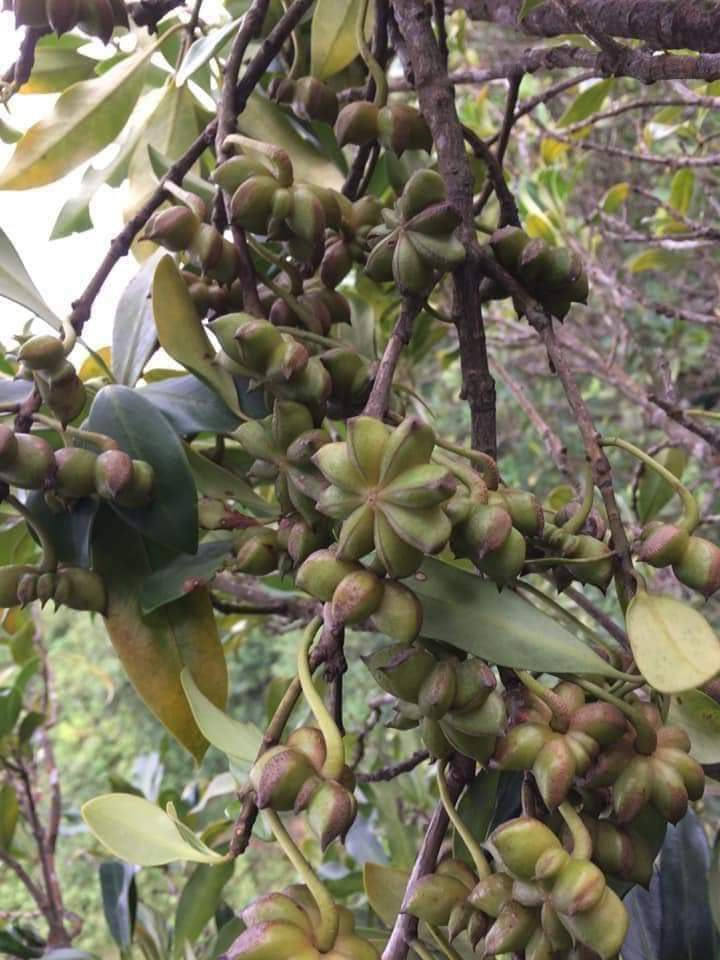 Quả hồi tươi được thu mua với giá từ 30.000 - 40.000 đồng/kg, thời điểm cao nhất lên tới 85.000 đồng/kg.