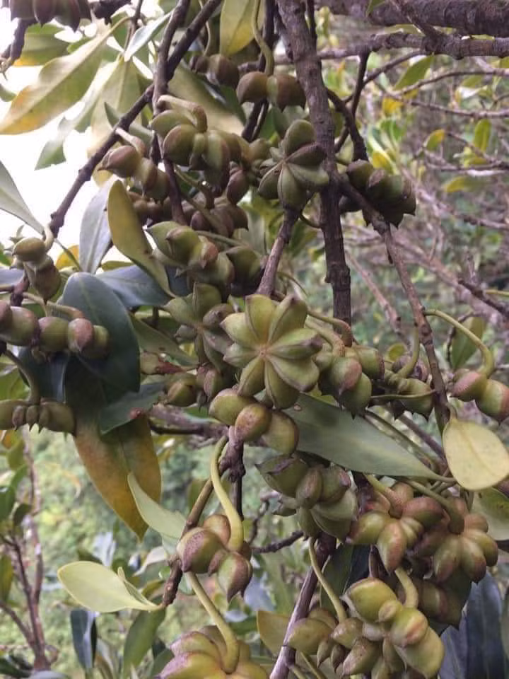 Quả hồi tươi được thu mua với giá từ 30.000 - 40.000 đồng/kg, thời điểm cao nhất lên tới 85.000 đồng/kg.