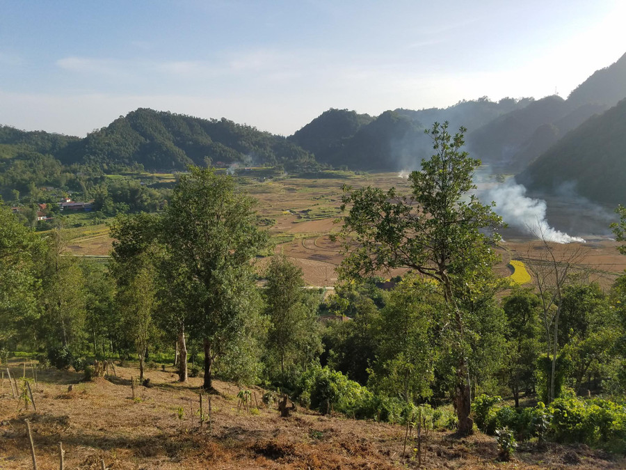 Những cánh rừng hồi tại xã Bình Văn, huyện Chợ Mới, tỉnh Bắc Kạn.