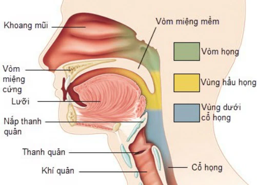 Nhiễm virus EBV được cho là nguyên nhân phổ biến gây ung thư vòm họng. Ảnh:News.