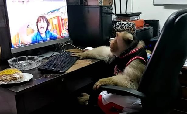 Vợ chồng khỉ sống với nhau trong nhà hệt như người ảnh 1