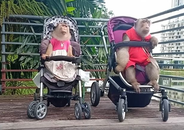 Vợ chồng khỉ sống với nhau trong nhà hệt như người ảnh 2