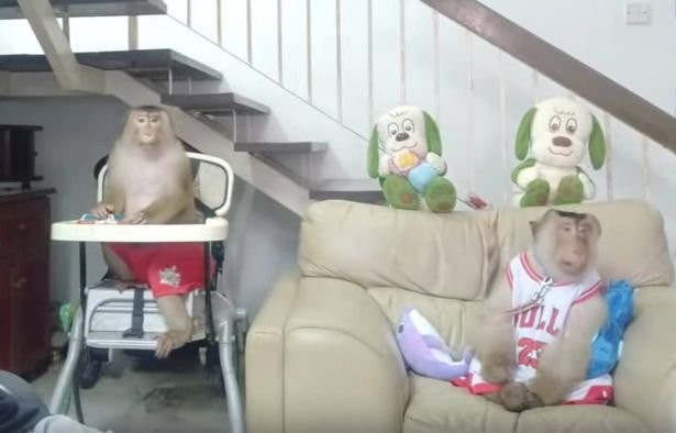 Vợ chồng khỉ sống với nhau trong nhà hệt như người ảnh 3