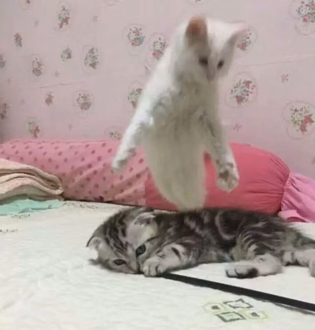 Chùm ảnh đánh lừa thị giác đầy hài hước khiến dân mạng cười nghiêng ngả - 6