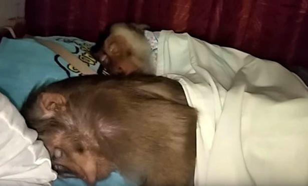 Vợ chồng khỉ sống với nhau trong nhà hệt như người ảnh 4