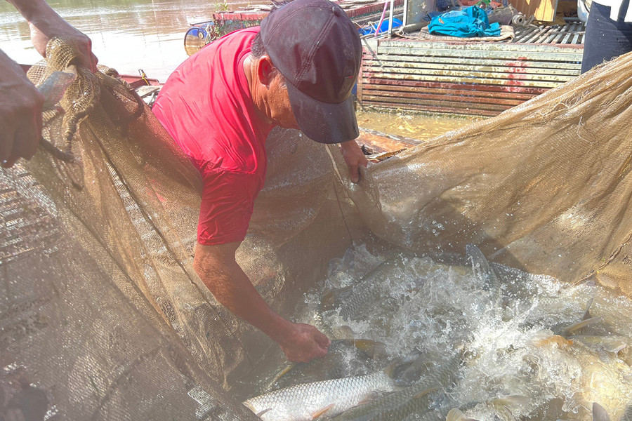 Người dân thu hoạch cá trắm trên lòng hồ thủy điện Châu Thắng. Người dân thu hoạch cá trắm trên lòng hồ thủy điện Châu Thắng.