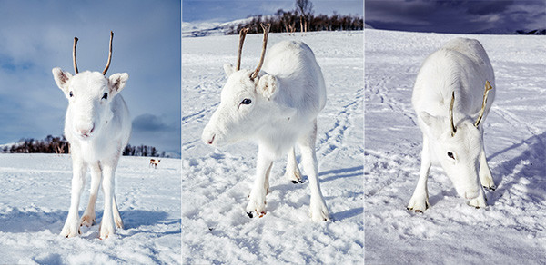 Hình ảnh chú tuần lộc trắng như tuyết xuất hiện ở vùng núi hoang dã thuộc Oslo (Na Uy). Hình ảnh chú tuần lộc trắng như tuyết xuất hiện ở vùng núi hoang dã thuộc Oslo (Na Uy).