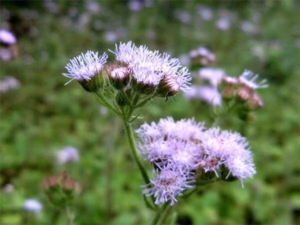 6 loai hoa “cuc dep” khien ruoi muoi “dot tu”, khong dam vao nha hinh anh 1