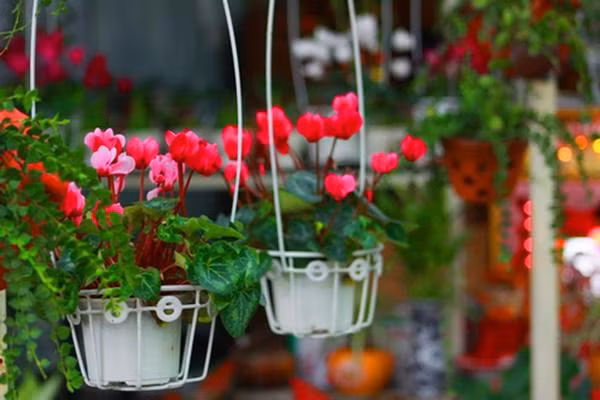 6 loai hoa “cuc dep” khien ruoi muoi “dot tu”, khong dam vao nha hinh anh 2