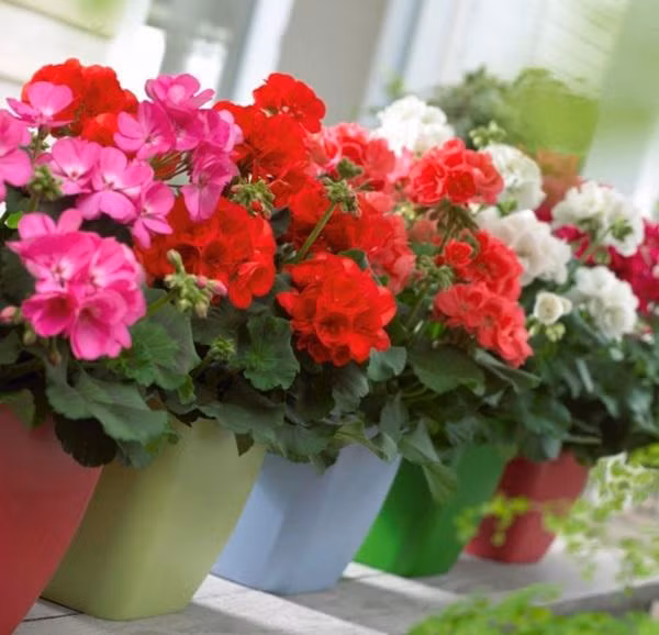 6 loai hoa “cuc dep” khien ruoi muoi “dot tu”, khong dam vao nha hinh anh 4