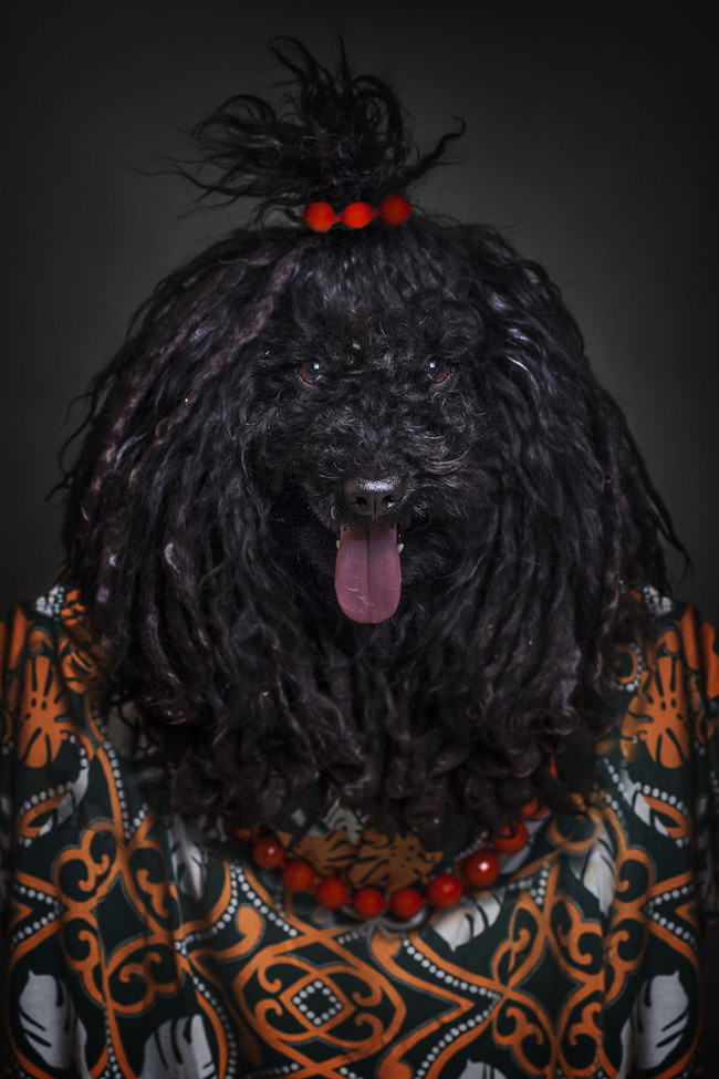 Khi chó ăn diện giống người, trông chúng cũng bảnh ra phết - Ảnh 19. Khi chó ăn diện giống người, trông chúng cũng bảnh ra phết - Ảnh 19.