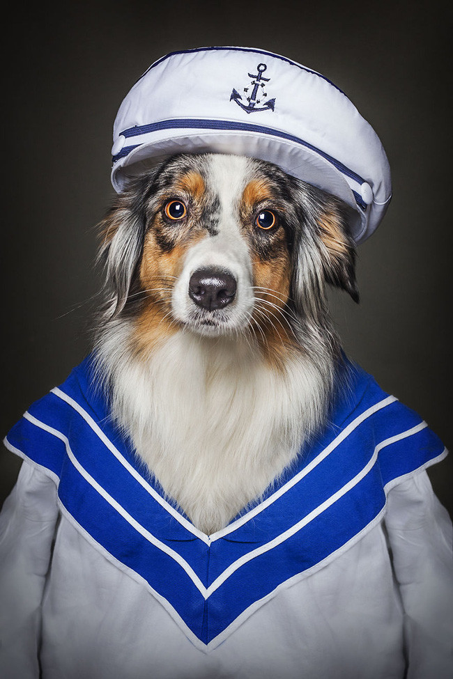 Khi chó ăn diện giống người, trông chúng cũng bảnh ra phết - Ảnh 5. Khi chó ăn diện giống người, trông chúng cũng bảnh ra phết - Ảnh 5.