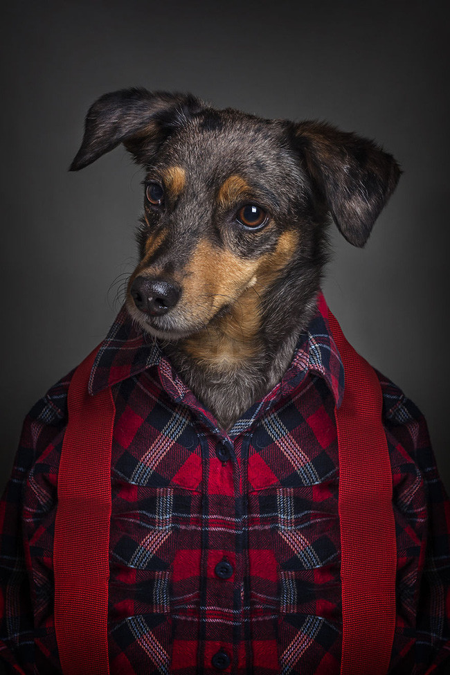 Khi chó ăn diện giống người, trông chúng cũng bảnh ra phết - Ảnh 11. Khi chó ăn diện giống người, trông chúng cũng bảnh ra phết - Ảnh 11.