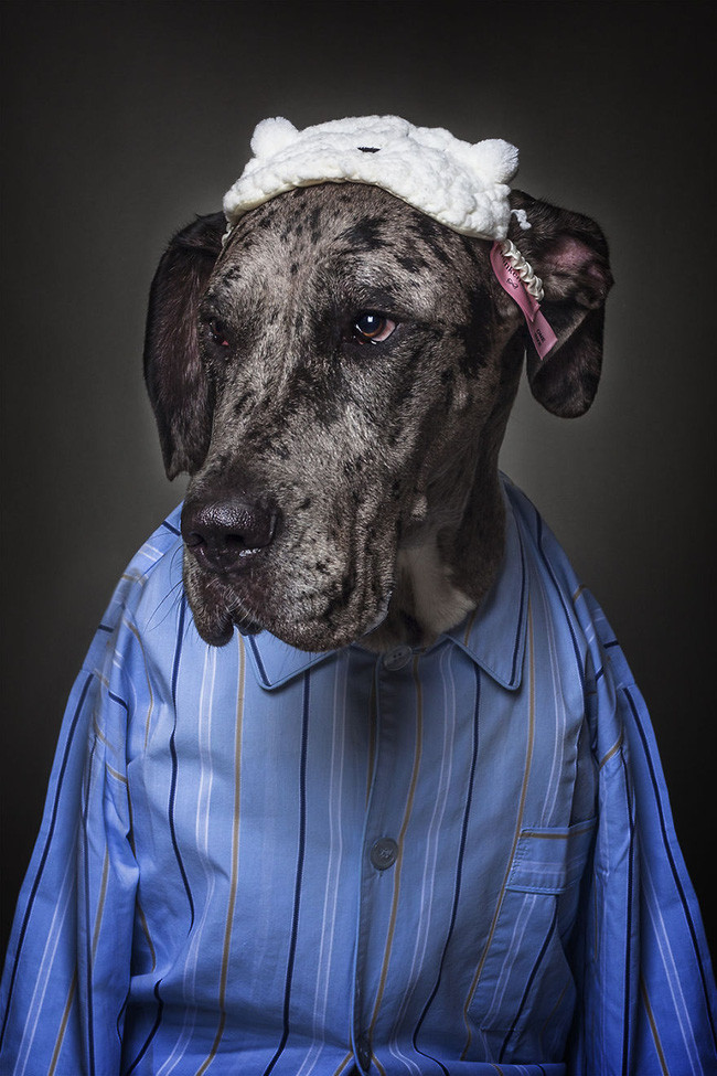 Khi chó ăn diện giống người, trông chúng cũng bảnh ra phết - Ảnh 13. Khi chó ăn diện giống người, trông chúng cũng bảnh ra phết - Ảnh 13.