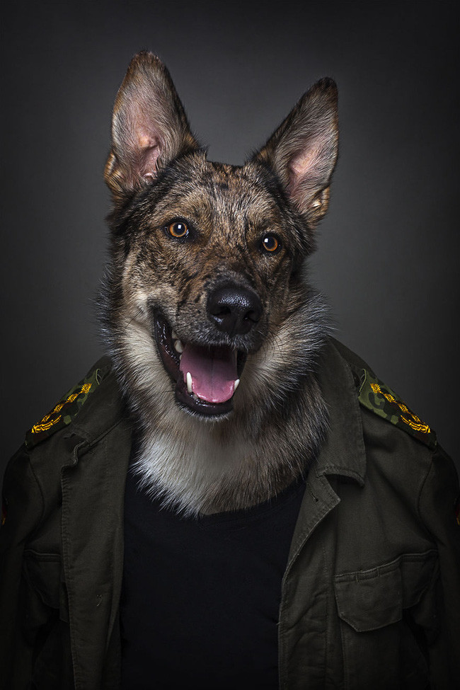 Khi chó ăn diện giống người, trông chúng cũng bảnh ra phết - Ảnh 7. Khi chó ăn diện giống người, trông chúng cũng bảnh ra phết - Ảnh 7.