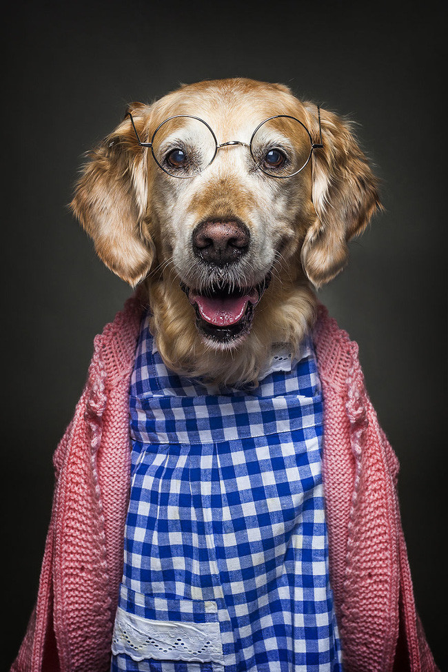 Khi chó ăn diện giống người, trông chúng cũng bảnh ra phết - Ảnh 23. Khi chó ăn diện giống người, trông chúng cũng bảnh ra phết - Ảnh 23.