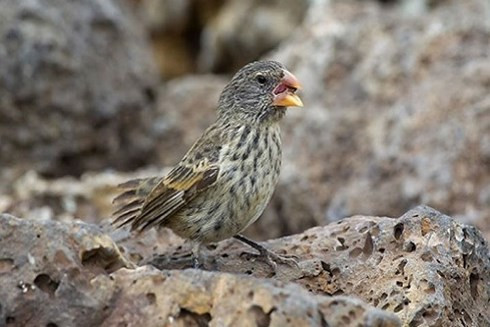 Loài chim sẻ có lực cắn mạnh gấp 320 lần khủng long bạo chúa ảnh 1