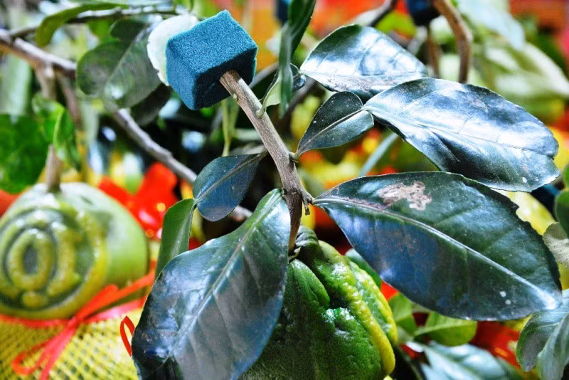 TPHCM: Săn trái cây độc, lạ phục vụ thượng đế ngày Tết - Ảnh 6.
