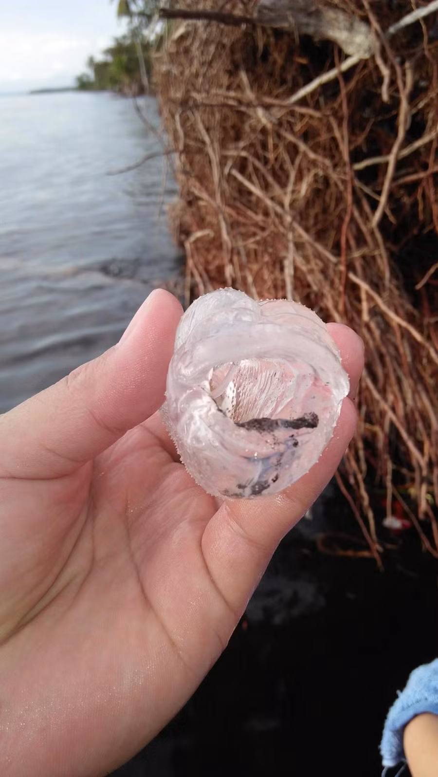 sinh vat trong suot nhu nhua dat vao bo bien khien nguoi dan hoang mang hinh anh 1