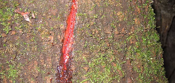 Cây Máu rồng: Loài cây chảy nhựa đỏ như máu - Hình 2