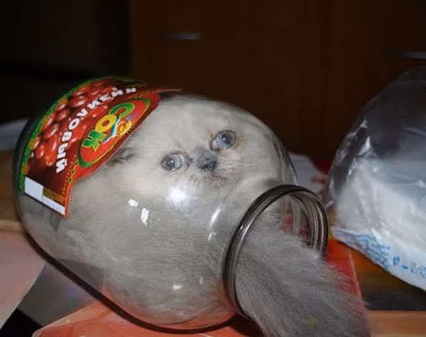 Cười rớt hàm với loạt ảnh “đen đủ đường” của những con thú cưng 