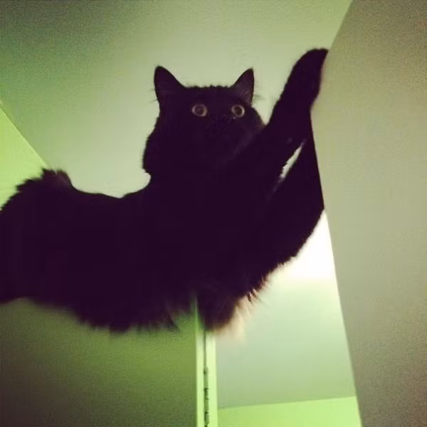 Cười rớt hàm với loạt ảnh “đen đủ đường” của những con thú cưng ảnh 2