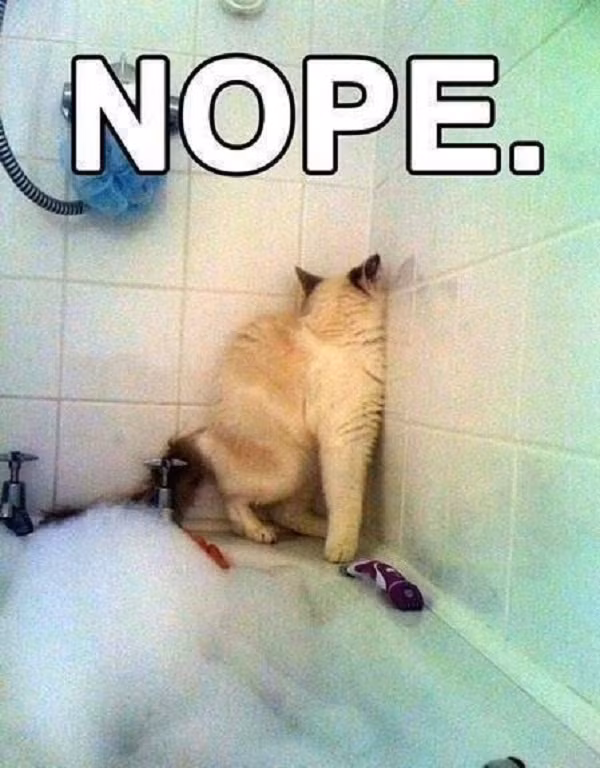 Cười rớt hàm với loạt ảnh “đen đủ đường” của những con thú cưng ảnh 19