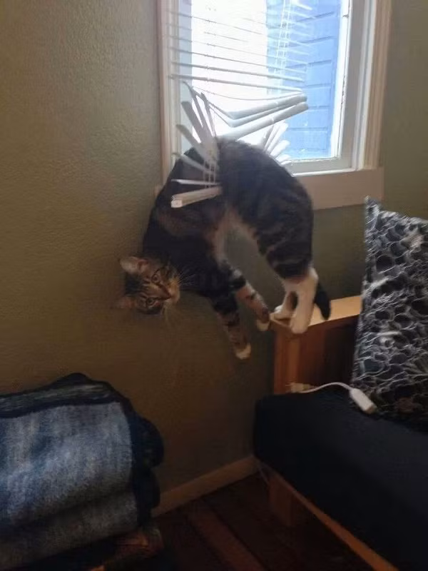 Cười rớt hàm với loạt ảnh “đen đủ đường” của những con thú cưng ảnh 6