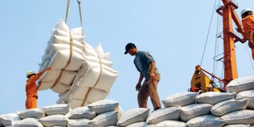 Gạo Việt loay hoay tìm lại thương hiệu