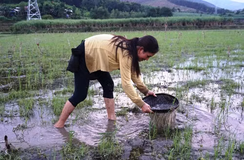 Một phụ nữ lội ruộng bắt nòng nọc. Ảnh: Phạm Linh.