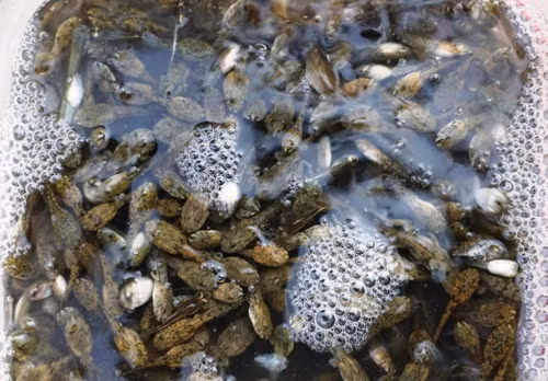 Sau khi bắt nòng nọc, người dân ngâm nước để có món ăn tươi sống. Ảnh: Phạm Linh.