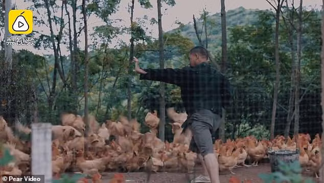  Một người nông dân luyện võ khi đang cho đàn gà ăn. 