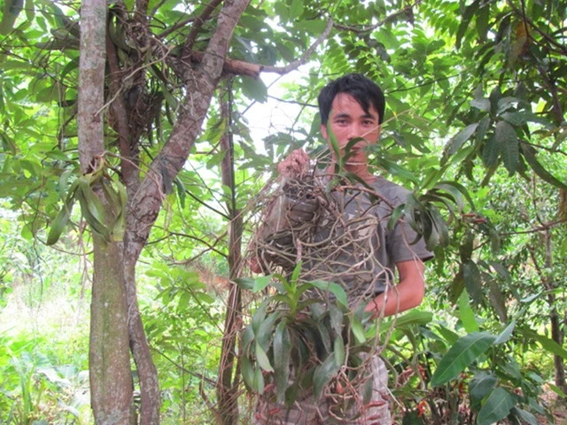 Bán mạng săn lan Tết giữa đại ngàn