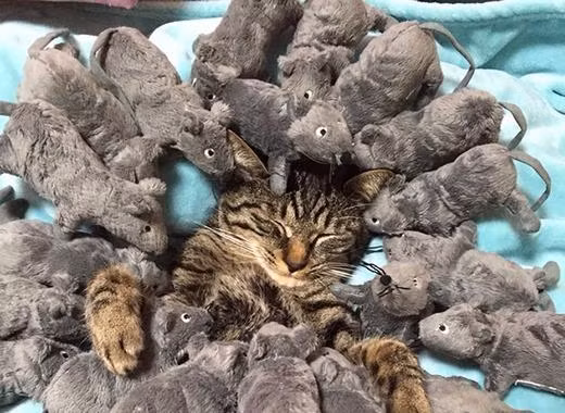 Hình ảnh chú mèo ngủ say bị cả đàn chuột “tấn công” gây sốt mạng