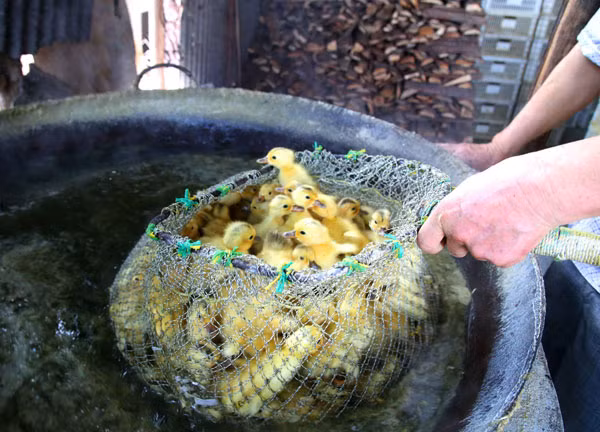 Loạt ảnh được chụp hôm 16/2 trong một trang trại giấu tên ở làng Tongqiao, thị trấn Xidu thuộc địa cấp thị Hoành Dương tại tỉnh Hồ Nam, Trung Quốc.