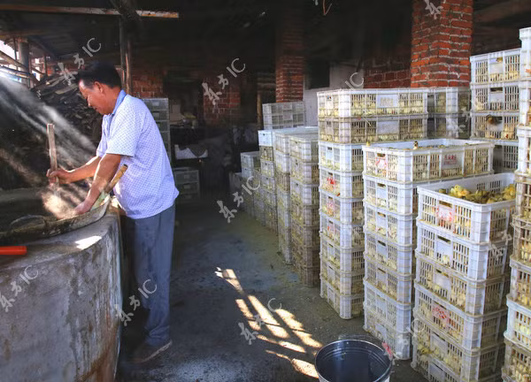 Để xử lý số vịt đực dư thừa, trang trại quyết định luộc chúng trong nước sôi đến chết thay vì chôn sống theo cách truyền thống.