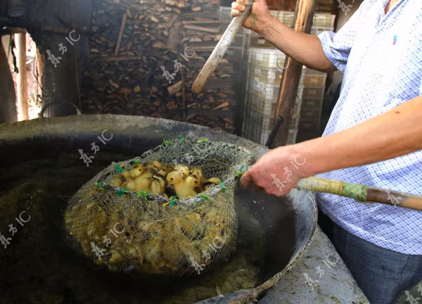 Các công nhân sử dụng một chiếc vợt luộc những con vịt con trong nước sôi 80 độ, theo&nbsp;Metro.