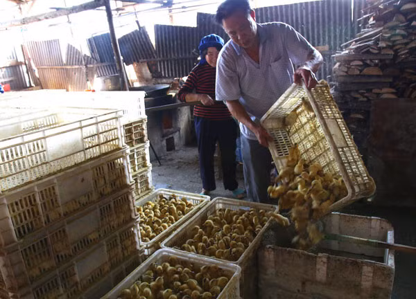 Công nhân ở trang trại cho biết mất trung bình khoảng 20 ngày để trứng vịt nở. Các công nhân sau đó sẽ phân loại con đực và con cái thành hai nhóm. Vịt cái sẽ được đem bán, còn con đực sẽ nhanh chóng bị kết liễu do không ai muốn mua chúng.